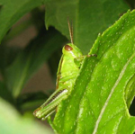 Acrididae