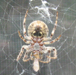 Araneidae