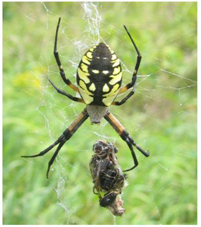 Araneidae: Argiope aurantia