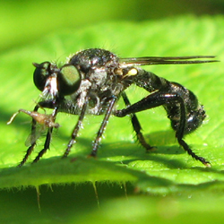 Asilide avec une petite proie (une autre mouche).