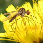 Bombyliidae