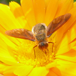 Bombyliidae