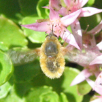 Bombyliidae