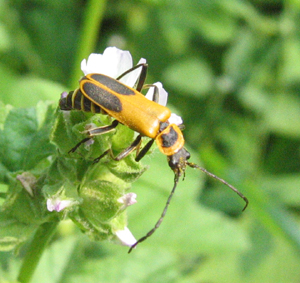 Chauliognathus pennsylvanicus