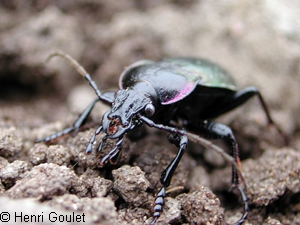 Carabidae