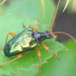 Famille Ceramycidae: Longicorne (Pseudogaurotina abdominalis)