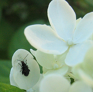 Famiile Chrysomelidae; sous-famille Alticinae: Altise