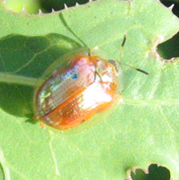 Famille Chrysomelidae; sous-famille Cassidinae: Casside dore