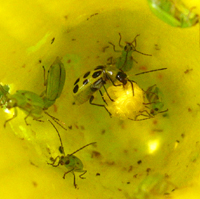 Chrysomèle maculée du concombre, entourée de chrysomèles de la rcine du maïs, sur une fleur de courge