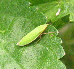 Cicadellidae