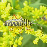 Famille Cerambycidae: Cyllne du Robinier (Megacyllene robiniae)