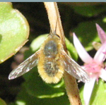 Bombyliidae: Systoechus vulgaris