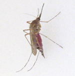 Culicidae