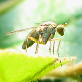 Dolichopodidae