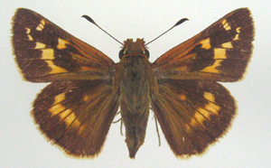 Hesperiidae