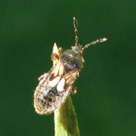 Blissidae: Blissus leucopterus hirtus