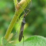 Famille Reduviidae