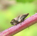 Cercopidae: Lepyronia