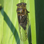 Cicadidae: Tibicien canicularis