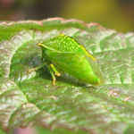 Membracidae:Ceresa alta