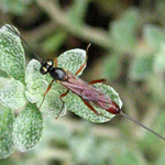 Ichneumonidae