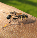 Sphecidae: Sceliphron caementarium