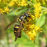 Vespidae: Vespula sp.