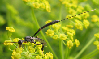 Famille Ichneumonidae