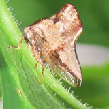 Membracidae