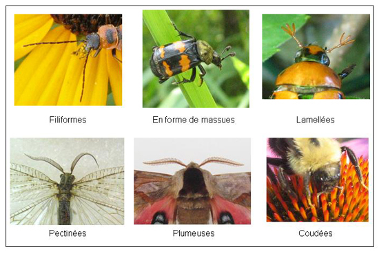 Types d'antennes