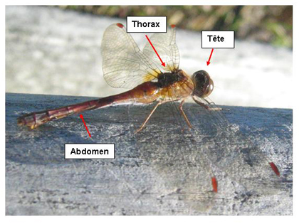 Morphologie insecte