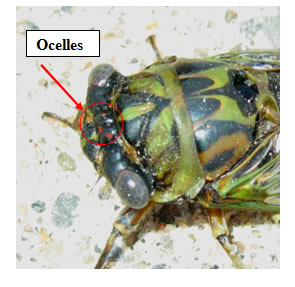 Ocelles