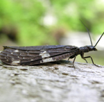 Famille Corydalidae: Nigronia serricornis