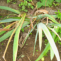 Iris infest avec le perceur de l'iris