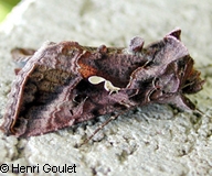 Noctuidae