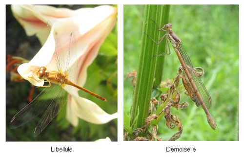 Libellule et demoiselle