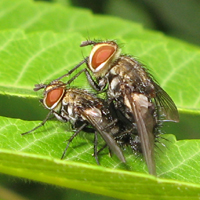 Tachinidae