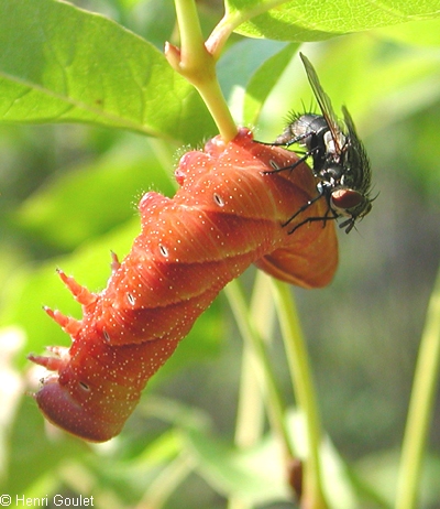 Tachinidae