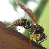 Guêpe à papier (Polistes)