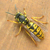 Guêpe sociale: Vespula