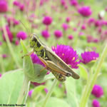 Famille Acrididae: Criquets