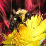 Famille Apidae: Abeilles et bourdons