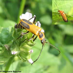 Famille Cantharidae: Cantharides