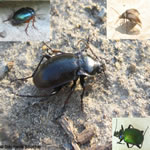 Famille Carabidae: Carabes