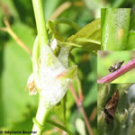 Famille Cercopidae: Cercopes