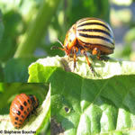 Famille Chrysomelidae; Sous-famille Chrysomelinae: Doryphores, etc.