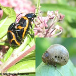 Famille Chrysomelidae; Sous-famille Chrysomelinae: Chrysomèle de l'asclépiade, etc.