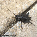 Famille Gryllidae: Grillons
