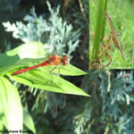 Ordre Odonata: Libellules et demoiselles