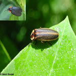 Famille Lampyridae: Lucioles (Mouches  feu)